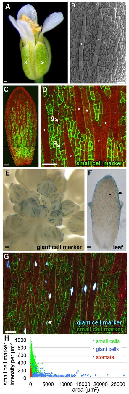 Cell cycle regulates cell type 4419 Fig. 1. Giant cells and small cells have distinct enhancer expression. (A) Wild-type flower with sepals (s).