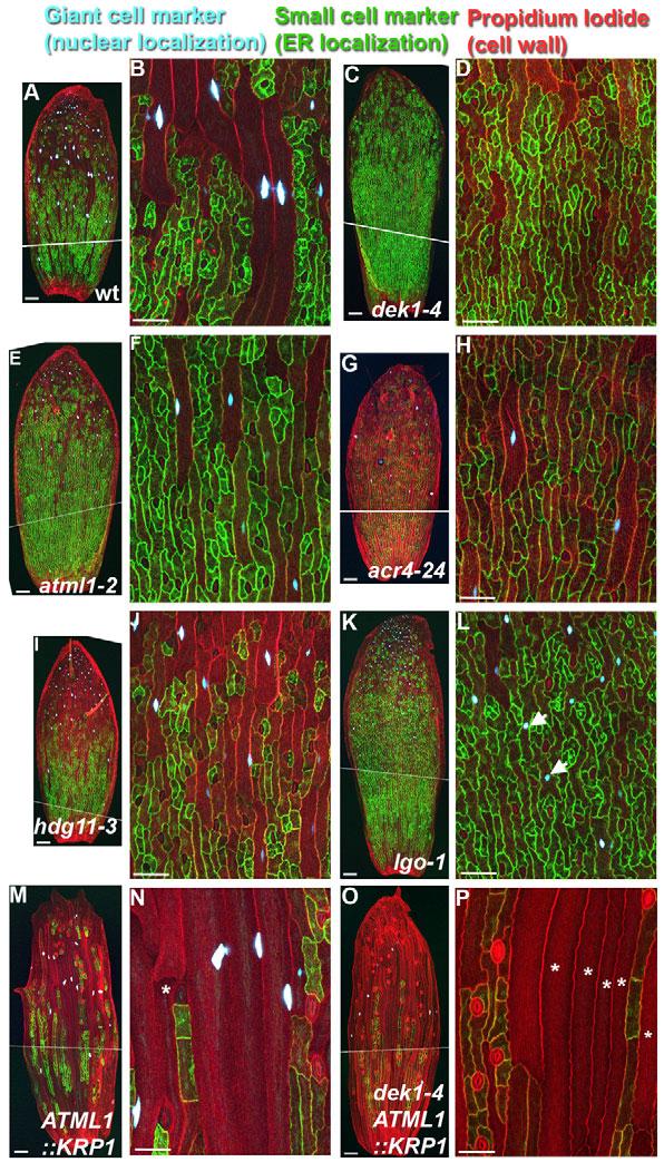 Cell cycle regulates cell type 4423 Fig. 5. Epidermal specification factors promote giant cell identity and endoreduplication represses small cell identity.