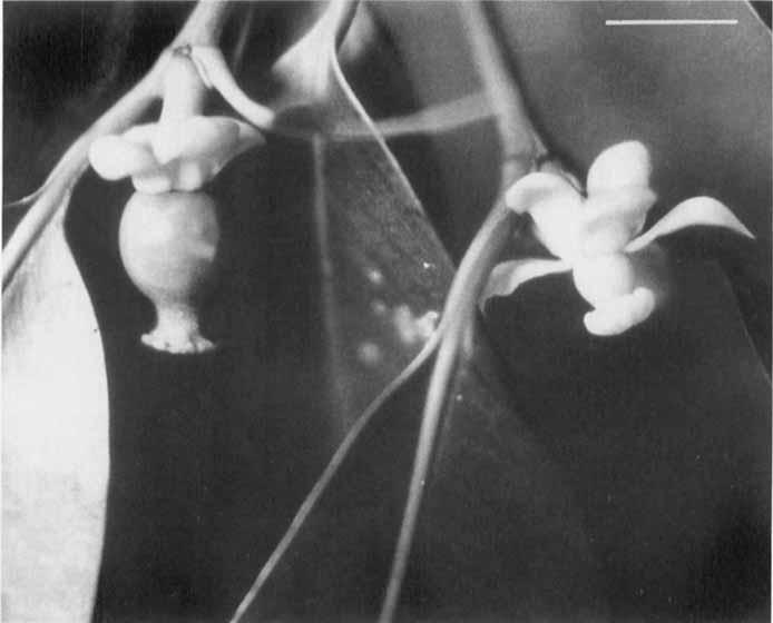 STUDIES IN GARCI.NIA 305 Figure 2. Flower (right) and young fruit of Garcinia hombroniana showing the weakly lobed, stipitatc stigma and cream coloured petals. Scale bar = 20 mm. G. hombroniana (Fig.