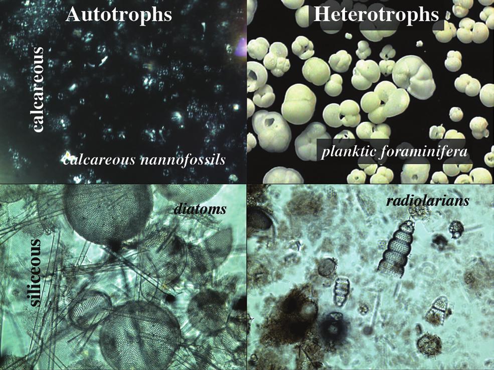 FIGURE 3.2. Calcareous microfossils (calcareous nannofossils and planktic forams) and siliceous microfossils (diatoms and radiolarians). All are single-celled protists with mineralized hard parts.