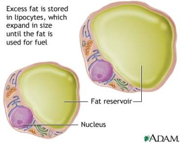 ATP is a very reactive molecule As fat and some glycogen