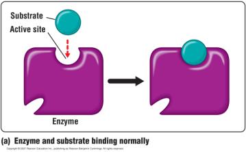 cotton Cells can control enzymes Enzyme inhibitors Molecules in the cell inhibit (slow