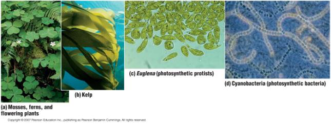 Overview of photosynthesis Ch 7 Photosynthesis Using sunlight to make food Occurs in Leaves of plants Algae cells Some