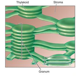 network of pigments in the membrane of the thylakoid The primary pigment is chlorophyll
