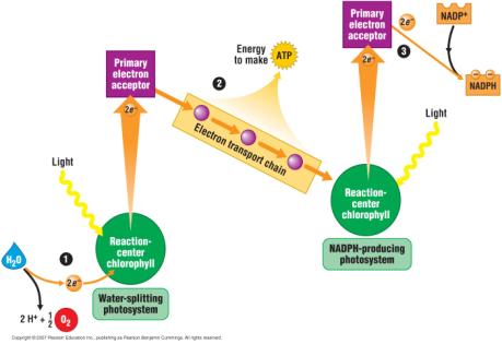 current of electrons How the light reactions generate ATP and NADPH The energized electrons pass thru a series of proteins
