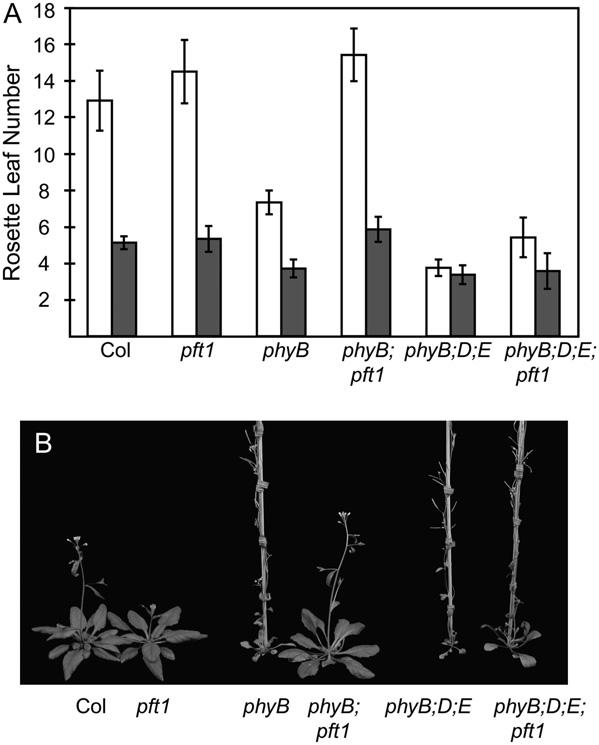 Wollenberg et al. Figure 6. pft1 suppresses the rapid flowering of phyb but only weakly suppresses the rapid flowering of phyb;d;e and does not inhibit rapid flowering in response to a low R:FR ratio.