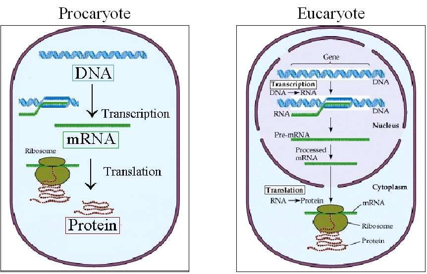 1.1 The central dogma Chapter 1 Prokaryote Eukaryote Gene Ribosome DNA mrna Transcription Translation Transcription DNA RNA RNA Pre-mRNA Processed mrna DNA DNA Nucleus Translation RNA Protein
