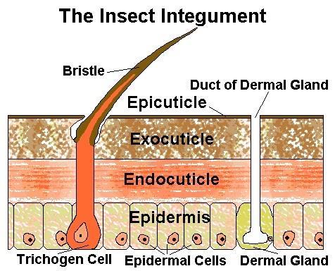 10 ACTIVITY 2.1 Based on the above diagram the key components of the insect integument are: a b c d 2.4 The epidermis The epidermis is the outer cell layer.