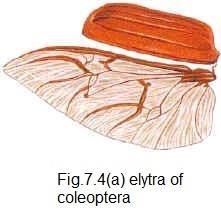 Machrotrichia are inverted sensory hairs confied to wing veins; except in Trichoptera they occur also on wing membrane. 2.