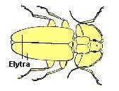 Fore wings of beetles (Coleoptera) and Dermaptera that are hardened and heavily sclerotized are called elytra.