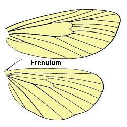 Describe the type of wing found in A Thrips (Thysanoptera) B Lace wings (Neuroptera) C Stick insects (Phasmida) D Moths and butterflies (Lepidoptera) 3.