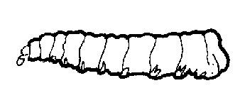71 15.7: Types of pupae (a) Exarate pupae In some pupae the appendages are free from the body.