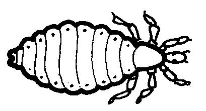 72 3 and name two types of insect pupae 4. Define these terms with specific examples; instar, ecdysis, naiad, heteromorphosis LECTURE 16: RECOGNITION OF INSECT ORDERS PART.