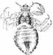 73 Fig 16.1b: Ventral view of a louse 16.2:Order Coleoptera - the beetles and weevils The Coleoptera is the largest order of insects; it contains about forty percent of all known species.
