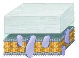 wall Outer membrane Peptidoglycan layer Plasma membrane Gram-positive bacteria have a thick wall made of peptidoglycan.
