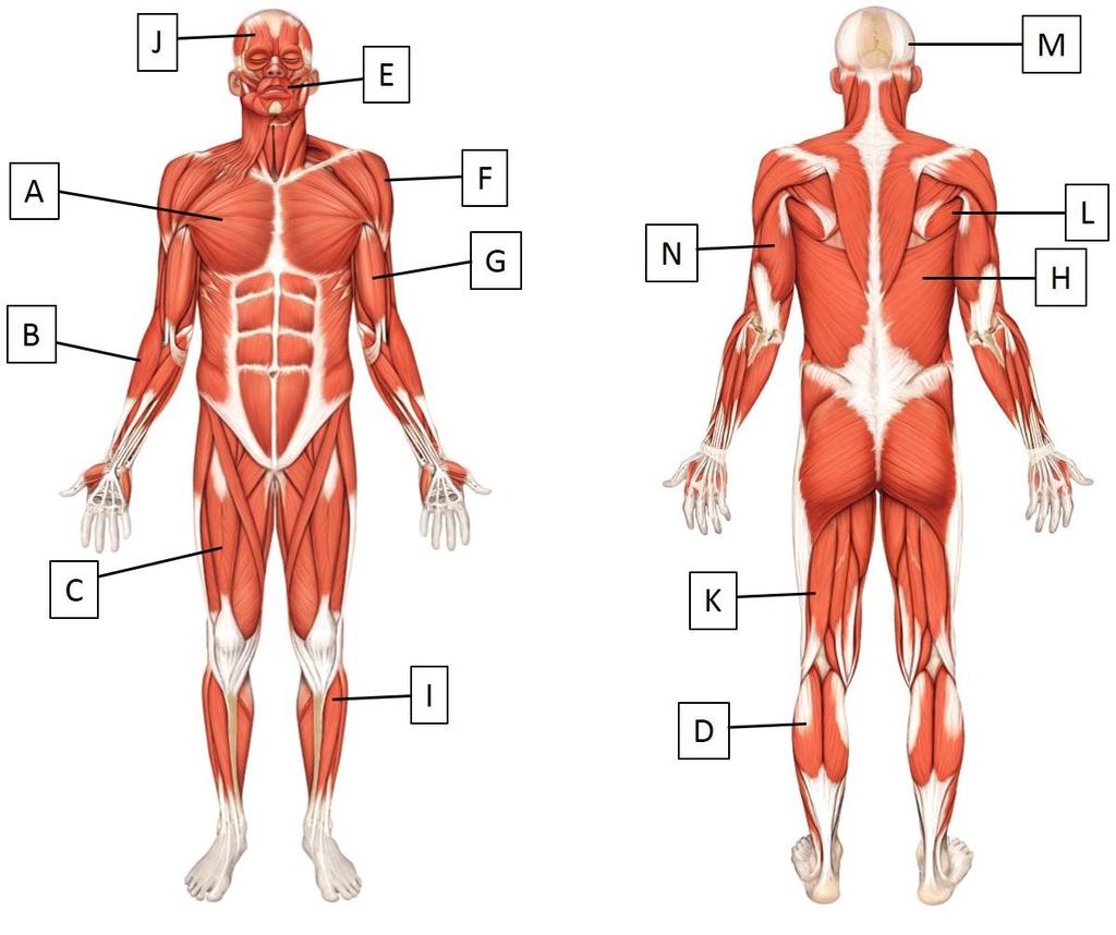 The below diagram shows muscular system.