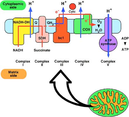 Oxidative phosphorylation is carried out by a series of coupled transporters The enzymes of the mitochondrial inner membrane involved in oxidative phosphorylation.