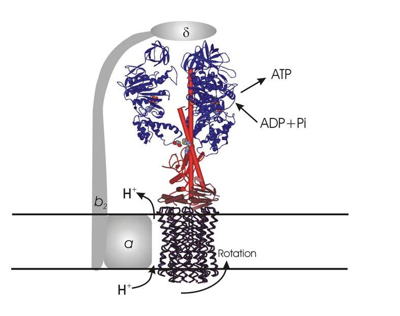 Structure of F and V-type ATPases F 1 F O ATP