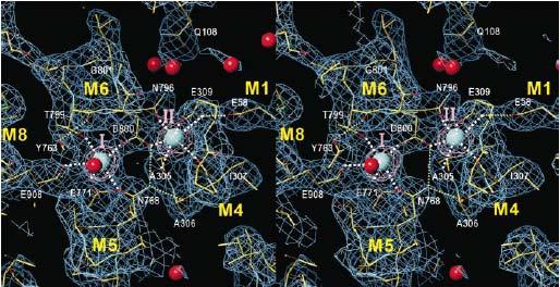 crystal structures with phosphate analogues CHIKASHI