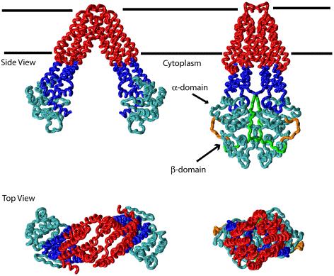 Structure of ABC transporters Structure of MsbA.
