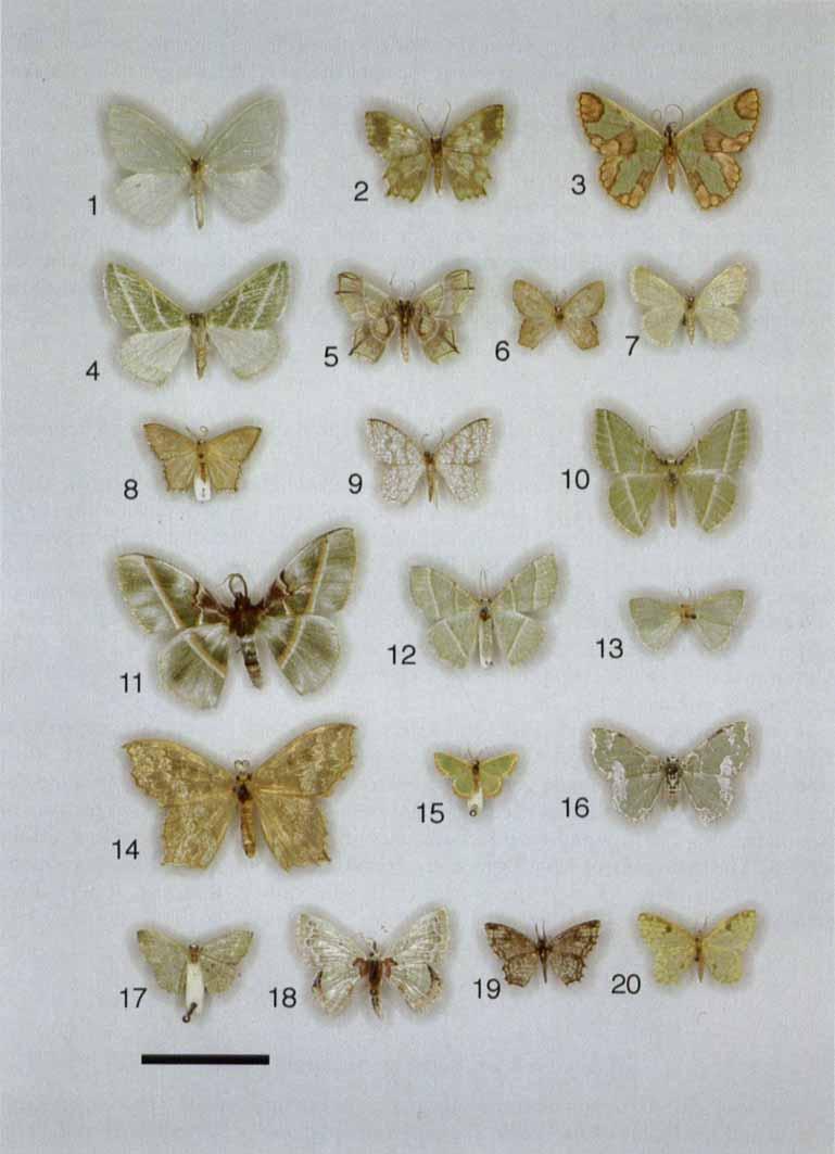 314 L M. PITKIN Figures 1-20. Geometrine moths.