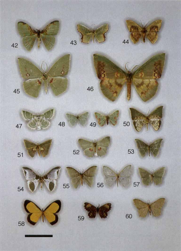 316 L. M. PITKIN Figures 42-60. Geometrine moths.