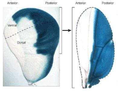 Figure 3.1 Development of Drosophila wing The adult Drosophila wing develops from the larval imaginal disc a single-layered sac of polarized epithelial cells present in the larva (left).