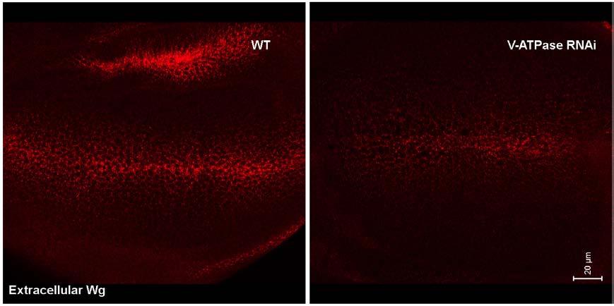 3.2.2.3 Extracellular Wg is distributed over a narrower range as a result of V-ATPase inhibition in the wing disc The extracellular Wg staining was expanded over a shorter distance and showed less