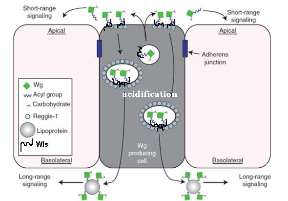 Figure 4.1 Proposed model for Wg secretion from producing cells Wls proteins escort Wg molecules to the apical membrane while still monomerized.