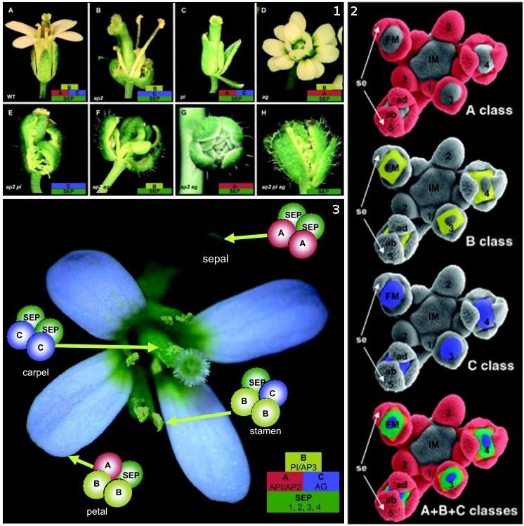2 / 10 Figure 1: ABC model of floral-organ patterning (reproduced from [8] ): 1. Arabidopsis homeotic floral mutants which explain the ABC model based on experiments from Coen [7]. 1.A. Wild-type flower.