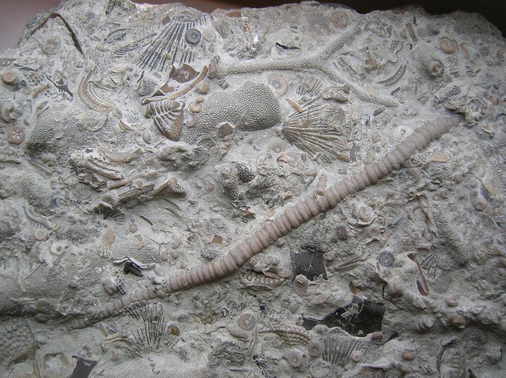 Fossils and Geology of