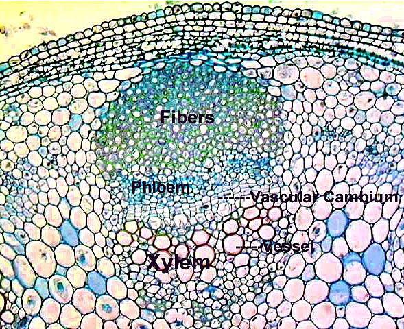 Vascular Plants Xylem (water carrying stem tissues) and Phloem (nutrient and carbohydrate carrying stem