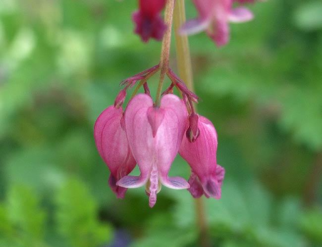 Dutchman s Breeches Dicentra cucullaria Bleeding Heart Dicentra eximia Plant Life Cycles (1) Annuals complete their life cycle in one year or growing