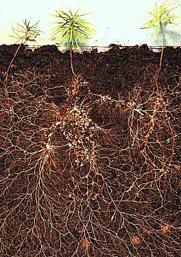 Functions of Plant Roots (1) To