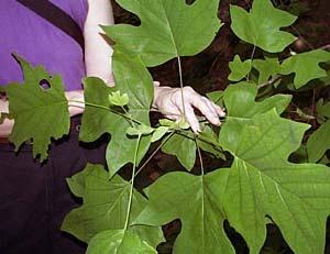 (4) Vines and lianas are plants with long, trailing stems