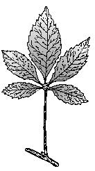 Twice pinnately compound leaf
