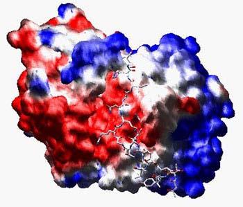 The surfaces of biological molecules can be highly charged camp-dependent protein Kinase