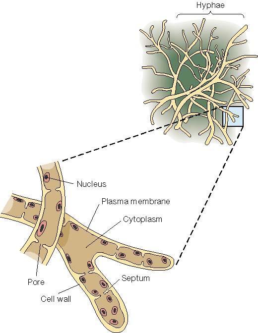 FILAMENTOUS FUNGI (MOULDS) Multi-cellular Grow as microscopic, branching, threadlike filaments