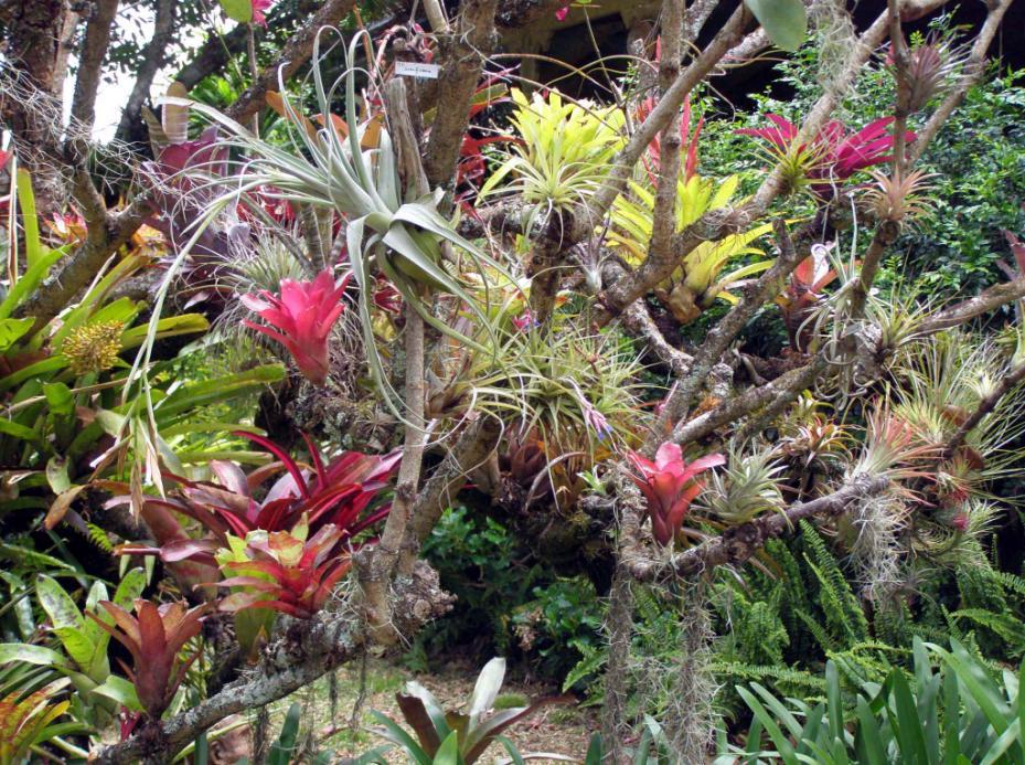 Of the many different varieties of bromeliads grown epiphytically in my garden, I have agonized over choosing only 40 to recommend. They are mostly species.