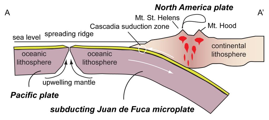 Figure 2. Cross section showing the position of Mt. St. Helens above the subducting Juan de Fuca microplate. the timeline outlined by R.I. Tilling, L. Topinka, and D.A.