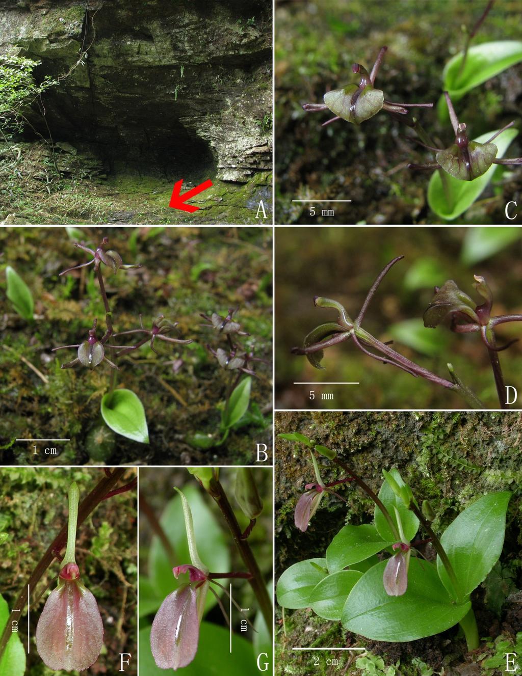 Taiwania Vol. 57, No. 1 Fig. 2. A-D: Liparis damingshanensis (Photographed by Lei Wu). A: Habitat (the red arrow shows the place where the new species grows).
