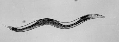 elegans: free-living roundworm