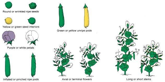 A large number of different lines or varieties of peas were available to Mendel from his local seedsmen. For each trait, his lines exhibited one of two alternative variations or forms.