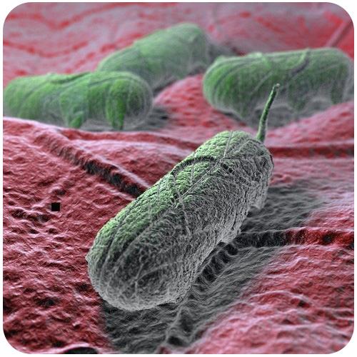 Unit 13.1: Prokaryotes Can you guess what organisms are pictured here? Are they fat green worms on a red leaf? Here s a clue: There are more organisms like these than any other on Earth.