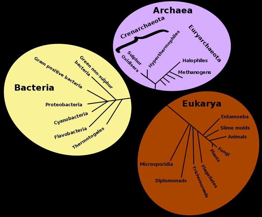 The Three Domains of Life: All living things are grouped in three domains. The domains Bacteria and Archaea consist of prokaryotes. The Eukarya domain consists of eukaryotes.