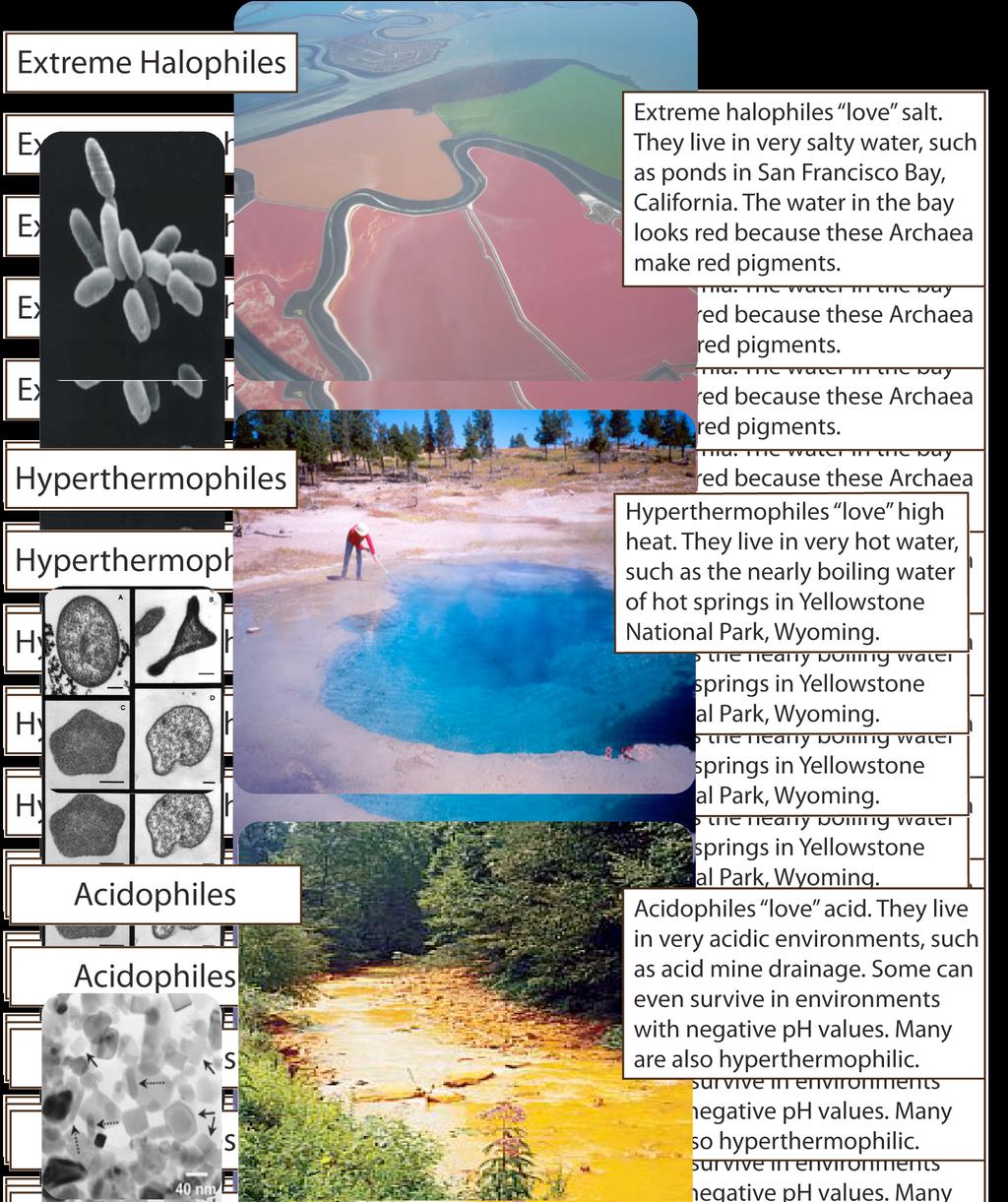 Extremophile Archaea: Many