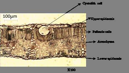 and penetrate through the palisade layer (Fig. 4 and 5). The upper epidermis shows anomocytic stomata.