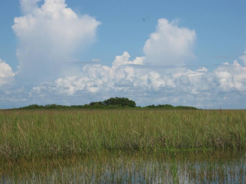 Ecological Patterns and Processes in Ghost Tree Islands of the Everglades Sharon M. L.
