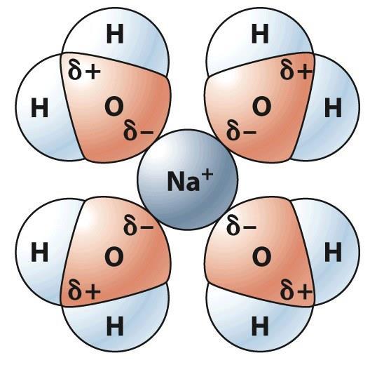Hydration: Solvation of Ionic Substances Cations are shielded by electronegative O atoms Anions are shielded by electropositive H atoms - Water is often described as