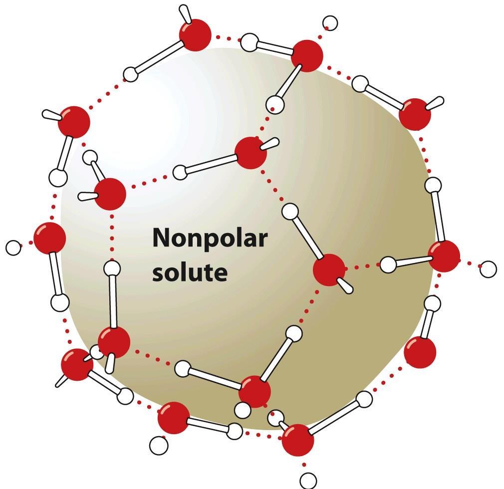 Hydrophobic Effect: Orientation of Water Molecules - Maintenance of intramolecular H-bonding network is critical to the random motion of water molecules - Intrusion of apolar solute into water